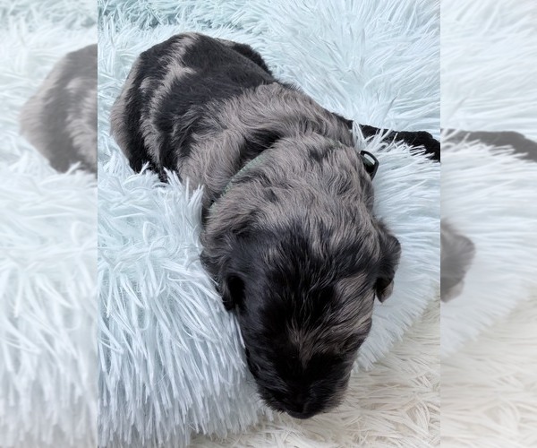 Medium Photo #39 Goldendoodle Puppy For Sale in PIERSON, FL, USA