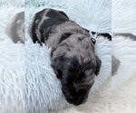 Small Photo #39 Goldendoodle Puppy For Sale in PIERSON, FL, USA
