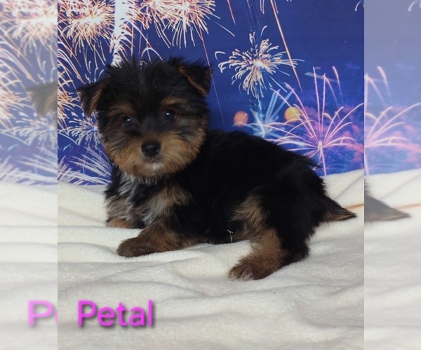 Medium Photo #3 Yorkshire Terrier Puppy For Sale in AZLE, TX, USA