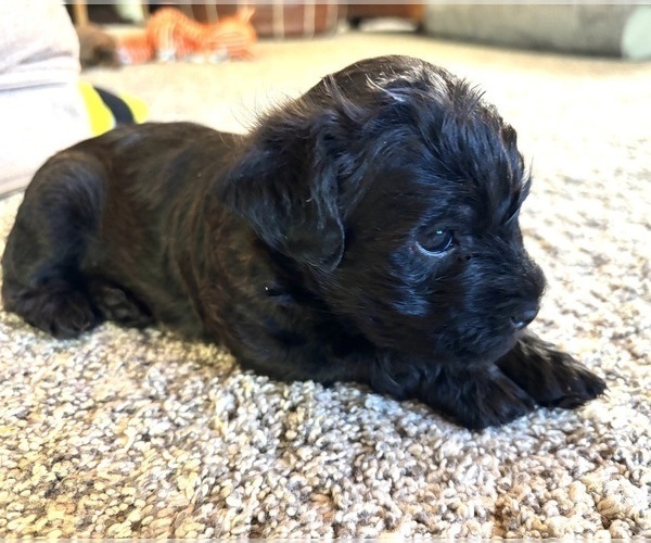 Medium Photo #22 Poocan Puppy For Sale in FAIR OAKS, CA, USA