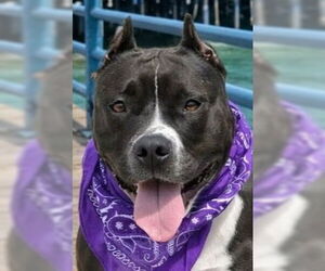 Rosie - Adopt Me! - Female American Staffordshire Terrier-Unknown Mix Dog for Adoption - Photo #9