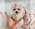 Small #3 Morkie