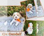 Puppy Gandalf Cockapoo