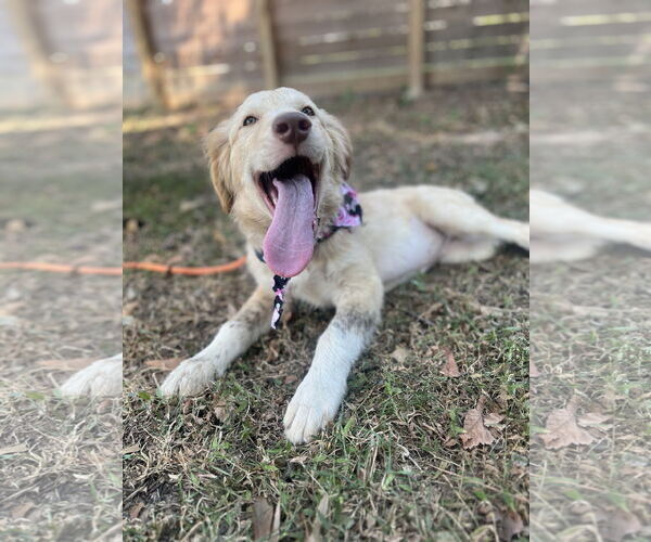 Medium Photo #5 Great Pyrenees Puppy For Sale in Spring, TX, USA
