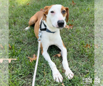 Small Photo #4 Pointer-Unknown Mix Puppy For Sale in Washington, DC, USA
