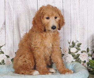 Goldendoodle Puppy for sale in PENNS CREEK, PA, USA