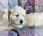 Small #7 Golden Retriever