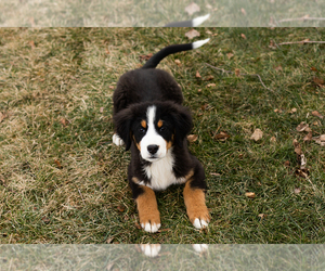 Bernese Mountain Dog Puppy for sale in SHIPSHEWANA, IN, USA