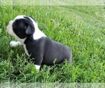 Small #5 Faux Frenchbo Bulldog