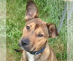 Small #1 German Shepherd Dog Mix