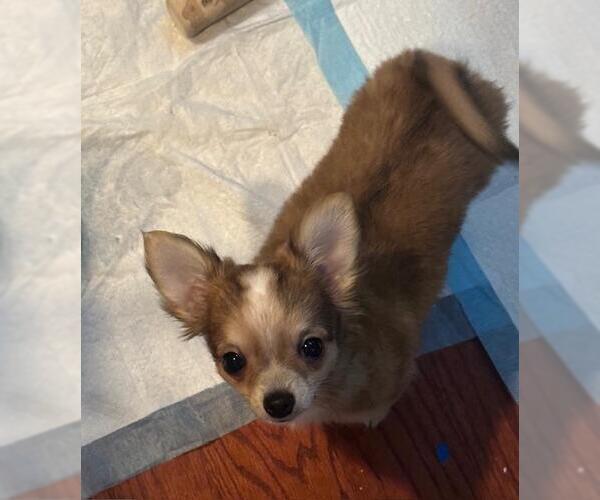 Medium Photo #2 Chihuahua-Unknown Mix Puppy For Sale in Spring Lake, NJ, USA