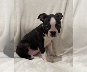 Boston Terrier Puppy for sale in RIDGEVILLE, SC, USA