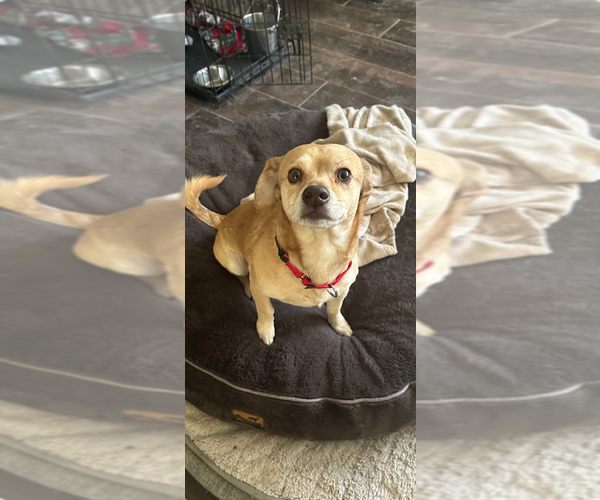 Medium Photo #2 Chihuahua Puppy For Sale in FRAMINGHAM, MA, USA