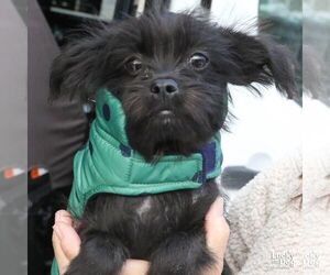 Chihuahua-Unknown Mix Dogs for adoption in Washington, DC, USA