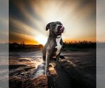Small Photo #1 American Pit Bull Terrier Puppy For Sale in Glen Allen, VA, USA