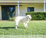 Small Photo #13 Great Pyrenees Puppy For Sale in FLOYD, VA, USA