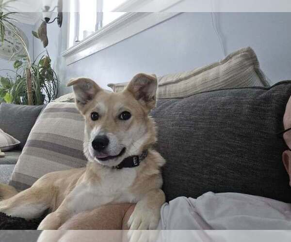 Medium Photo #1 Labrador Retriever-Unknown Mix Puppy For Sale in Palatine/Kildeer/Buffalo grove, IL, USA