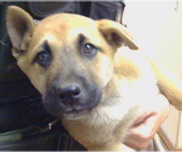 Medium Photo #1 Mutt Puppy For Sale in Sacramento, CA, USA