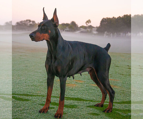 Medium Photo #30 Doberman Pinscher Puppy For Sale in FORT LAUDERDALE, FL, USA
