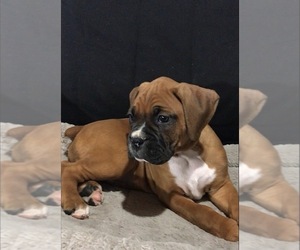Boxer Puppy for sale in APPLE CREEK, OH, USA