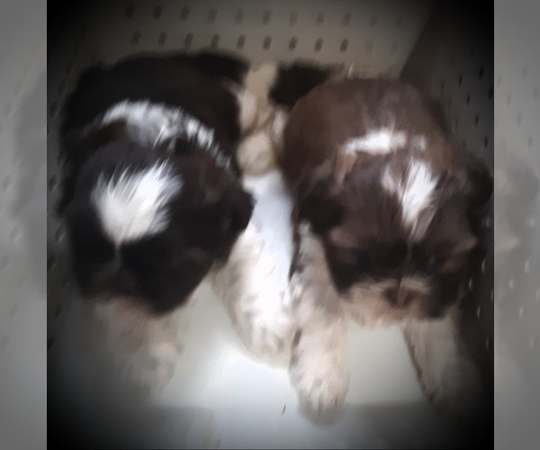 Medium Photo #8 Shih Tzu Puppy For Sale in OTTAWA, OH, USA