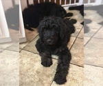 Small Photo #9 Goldendoodle-Poodle (Standard) Mix Puppy For Sale in MANCHESTER, CT, USA