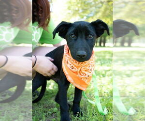 Labrador Retriever Dogs for adoption in FRAMINGHAM, MA, USA