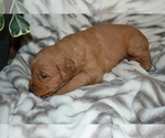 Small #2 Golden Retriever