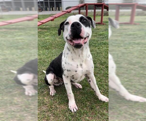 Medium Photo #2 Mutt Puppy For Sale in Rosenberg, TX, USA