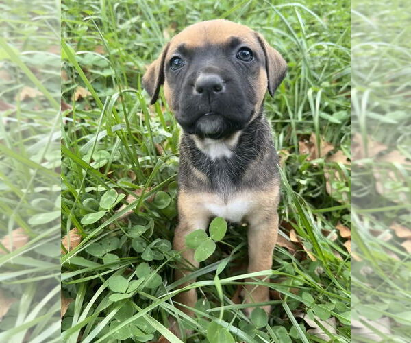 Medium Photo #2 Mutt Puppy For Sale in OKLAHOMA CITY, OK, USA