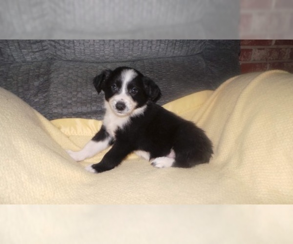 Medium Photo #26 Border Collie Puppy For Sale in AIKEN, SC, USA