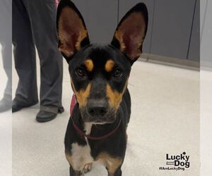Miniature Pinscher-Unknown Mix Dogs for adoption in Washington, DC, USA