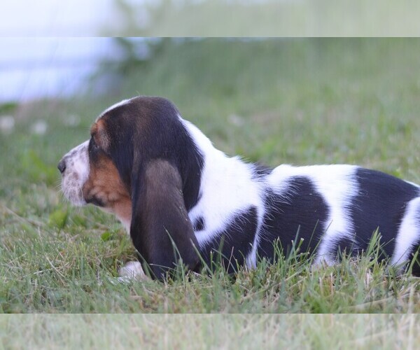 Medium Photo #2 Basset Hound Puppy For Sale in ORRVILLE, OH, USA