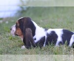 Small #1 Basset Hound