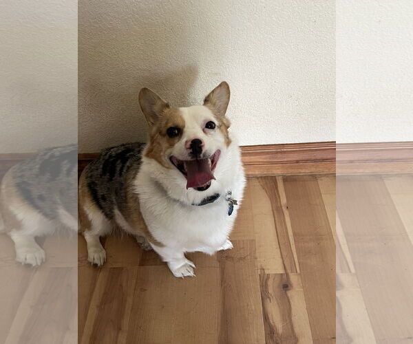 Medium Photo #3 Mutt Puppy For Sale in Denver , CO, USA