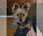 Small #1 Mutt