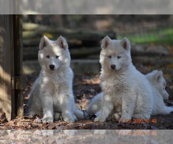 Medium Photo #2 Siberian Husky Puppy For Sale in DINWIDDIE, VA, USA