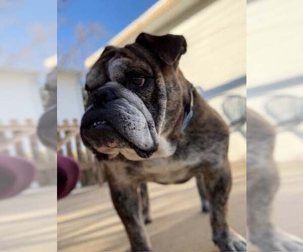 Medium Photo #4 Bulldog Puppy For Sale in St. Louis Park, MN, USA