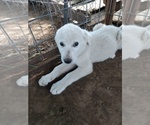 Puppy Lavender Glitte Great Pyrenees