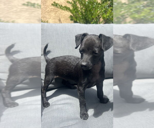 Medium Photo #2 Chihuahua-Unknown Mix Puppy For Sale in W Hollywood, CA, USA
