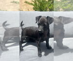 Small #1 Chihuahua Mix