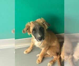 German Shepherd Dog-Unknown Mix Dogs for adoption in Visalia, CA, USA