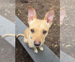 Small #2 Chihuahua Mix