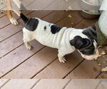 Small #9 Chinese Shar-Pei Mix