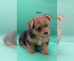 Small Photo #9 Yorkshire Terrier Puppy For Sale in HAMPTON, VA, USA
