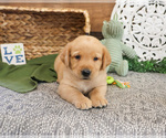 Small #2 Labrador Retriever