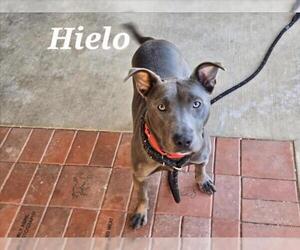 *HIELO - Male American Pit Bull Terrier-Unknown Mix Dog for Adoption - Photo #2