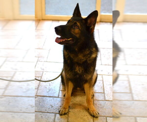 Medium Photo #4 German Shepherd Dog Puppy For Sale in Germanton, TN, USA