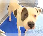 Small #1 American Pit Bull Terrier