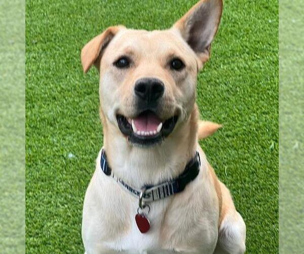 Medium Photo #3 Labrador Retriever-Unknown Mix Puppy For Sale in San Diego, CA, USA